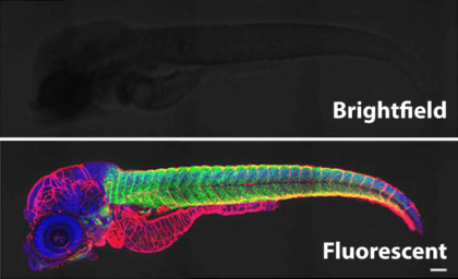 Zebrafish in Flourescent